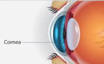 Cornea