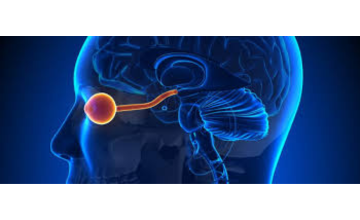 Neuro-Ophthalmology